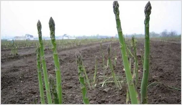 高产芦笋需要掌握的种植技术有哪些？ | 农业科普