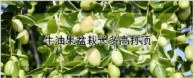 牛油果盆栽长多高打顶 | 养殖技术