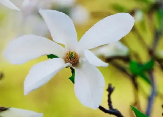 植物寓意|白玉兰的寓意和象征风水