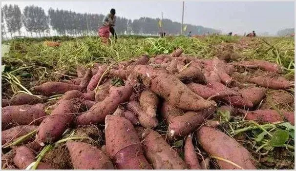 红薯种植品相好产量高怎么做？ | 养殖技术