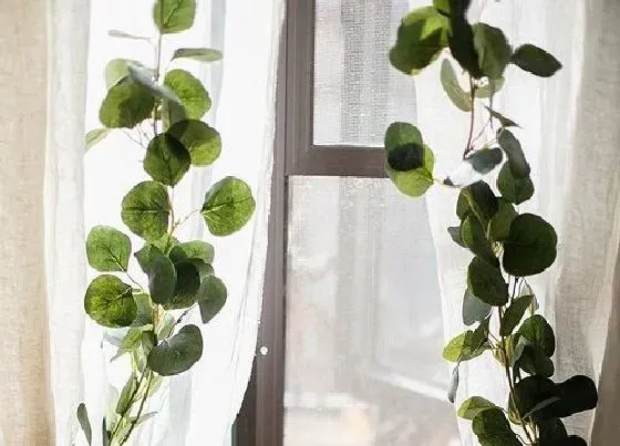 植物毒性|尤加利叶的汁液有毒吗