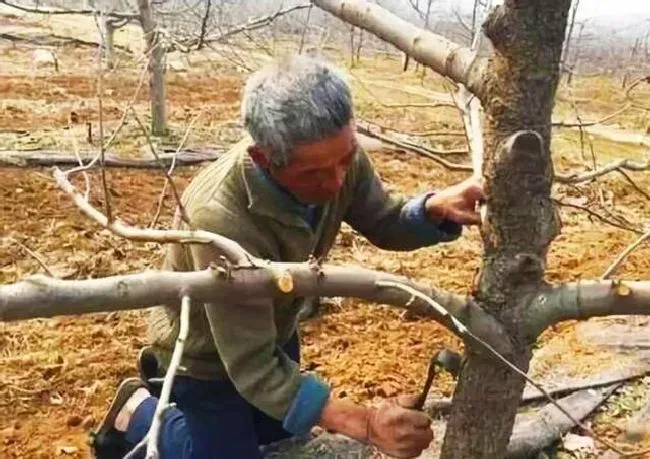 种植管理|果树冬季为什么进行清扫果园，果树摘果后怎么清园管理）