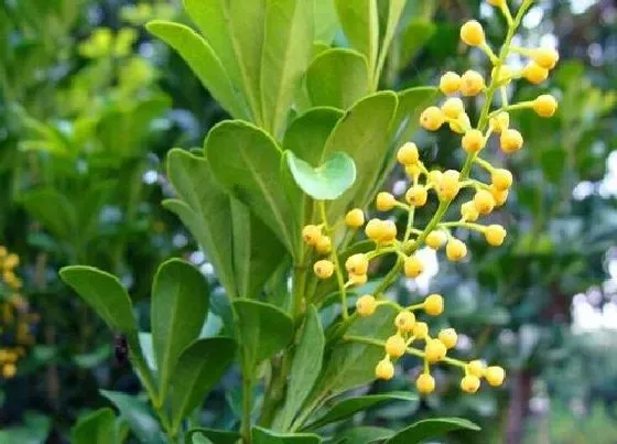 开花时间|米兰四季开花吗