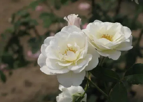 植物种类|什么花一年四季开花又最好养又香（室内四季常开的花 ）