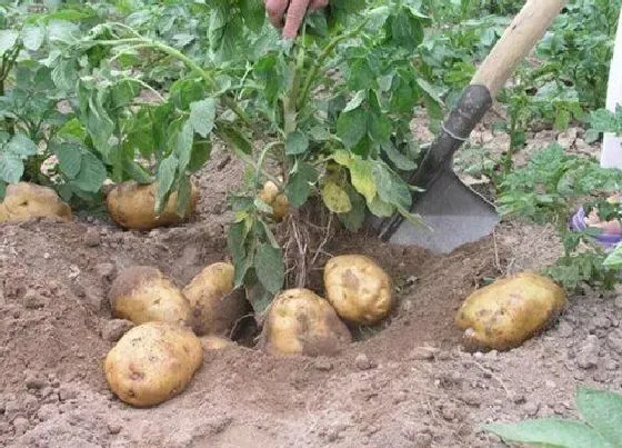 植物播种|土豆什么时候播种