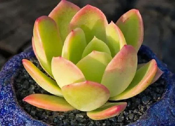 养殖方法|碧桃多肉怎么养护方法