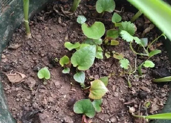 植物产地|折耳根是哪里的特产