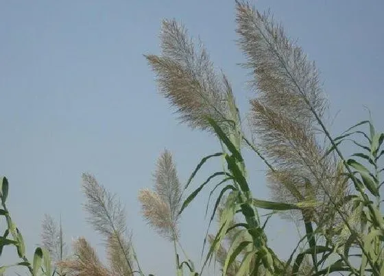 颜色花|芦苇花是什么颜色的