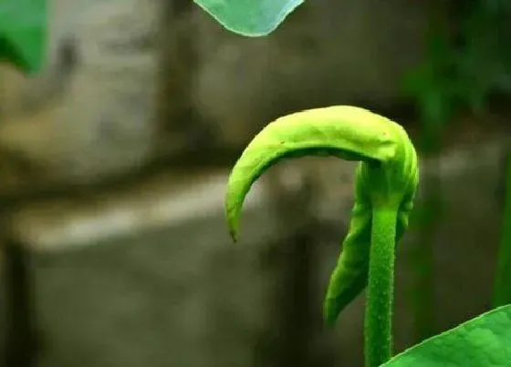 植物播种|发芽种子怎么种植