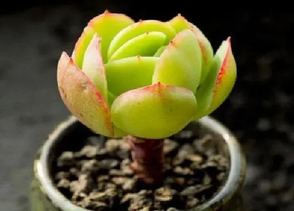 养殖方法|碧桃多肉怎么养护方法