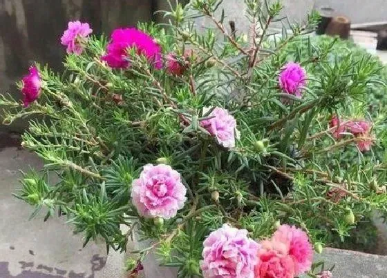 植物种类|什么花一年四季开花又最好养又香（室内四季常开的花 ）