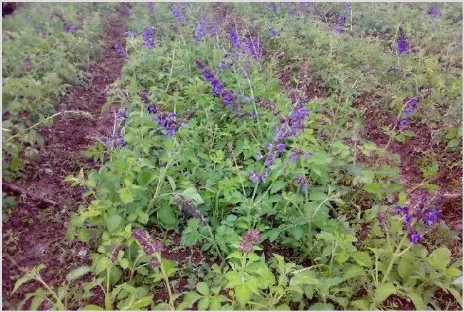 适合夏季种植的五种中药材推荐 | 养殖技术