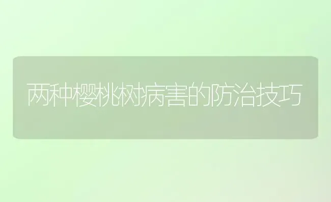 两种樱桃树病害的防治技巧 | 瓜果种植