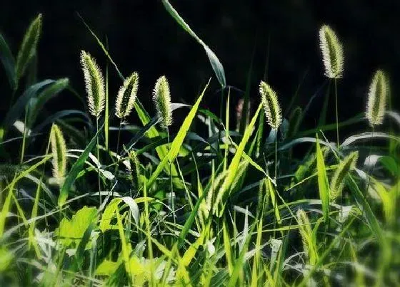 花卉趣闻|狗尾巴花是花还是草