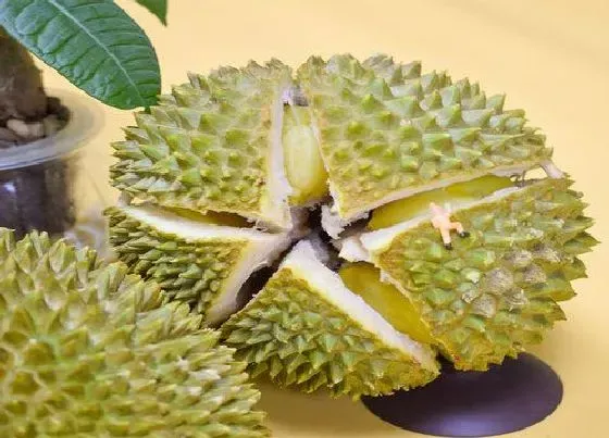 水果科普|榴莲是热带水果吗