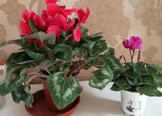 花期|仙客来的花期是什么时候