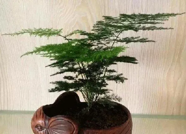 养殖科普|文竹如何繁殖育苗 文竹培育新苗的繁殖方法