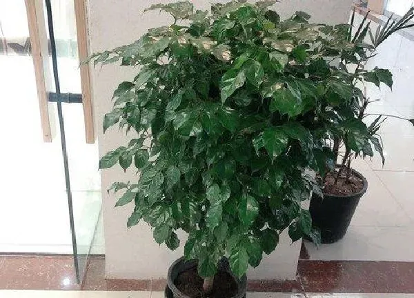 植物浇水|绿宝树可以浇啤酒吗
