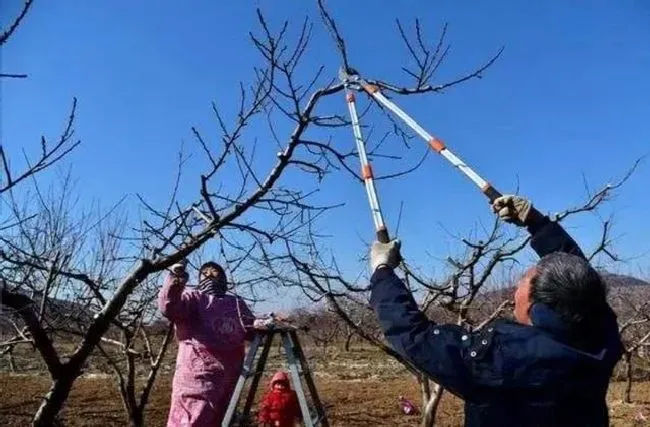 种植管理|果树冬季为什么进行清扫果园，果树摘果后怎么清园管理）