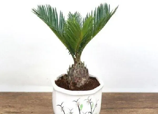 植物移栽|铁树什么时候换盆合适