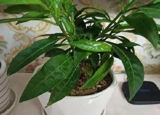 植物毒性|夜来香的香味对人体有害吗