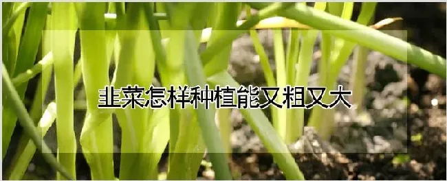 韭菜怎样种植能又粗又大 | 种植资料