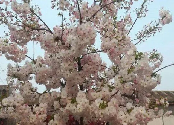 种植管理|樱花树耐涝吗