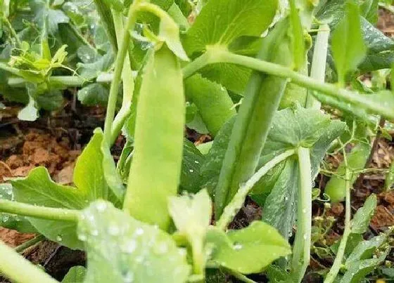 种植方法|豌豆的种植方法和时间