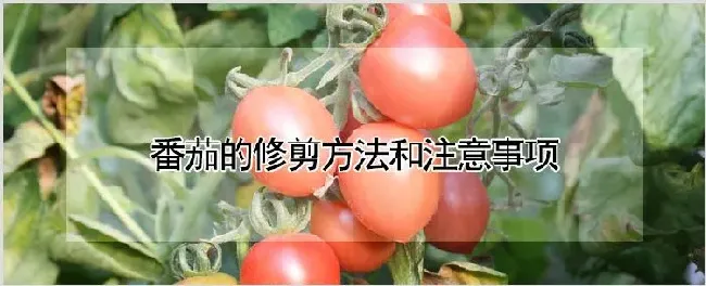 番茄的修剪方法和注意事项 | 耕种资料