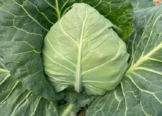 种植管理|露地甘蓝种植技术及管理，甘蓝苗期越冬管理与栽培要点）