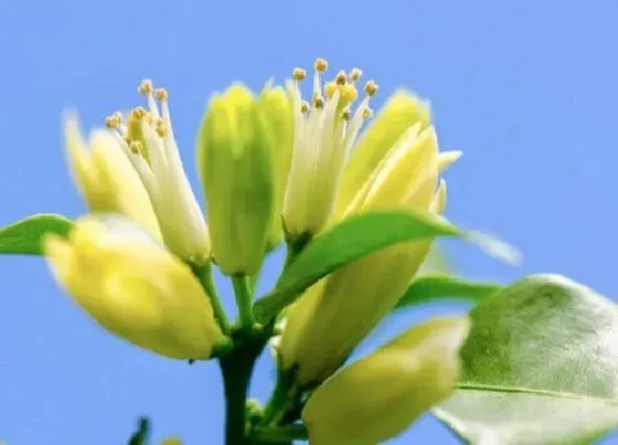 花期|七里香花期是什么时候