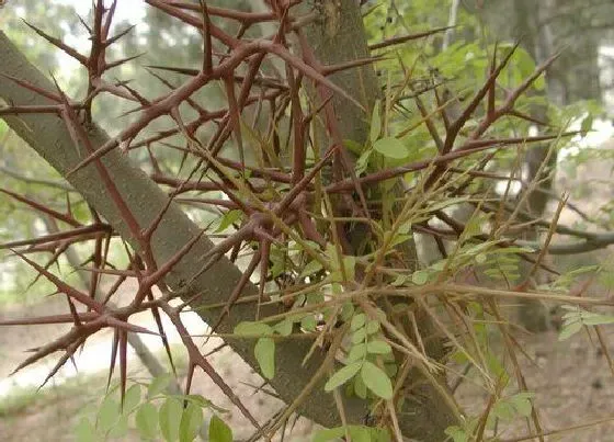 植物百科|皂角树开花吗 开花什么样子