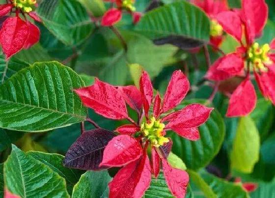植物种类|国庆花卉品种