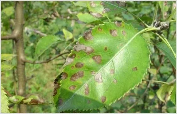 梨树病种介绍 如何提高抗病能力 | 种植病虫害