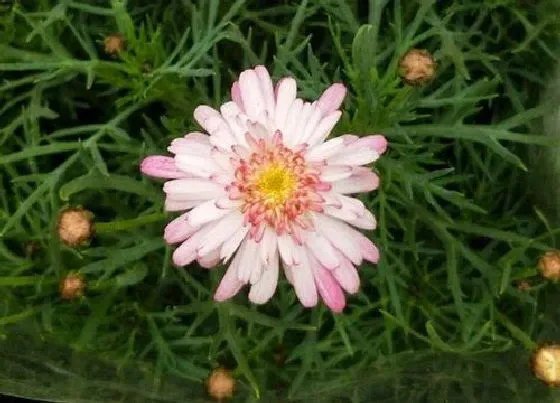花期|雏菊花期是什么时候