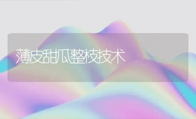 薄皮甜瓜整枝技术 | 瓜果种植