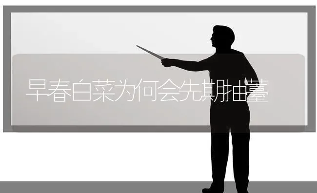 早春白菜为何会先期抽薹 | 蔬菜种植