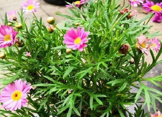 花期|玛格丽特王妃花期是什么时候