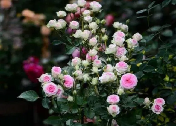花朵诊疗|月季催花时间和方法