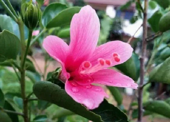 花语|芙蓉花的花语和寓意