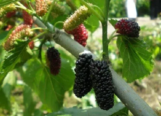 种植管理|果桑几年结果实 种植多久开花挂果