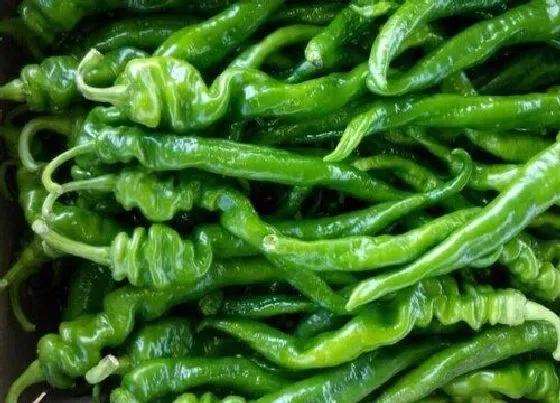 种植管理|螺丝椒的种植方法和时间 栽培技术及条件