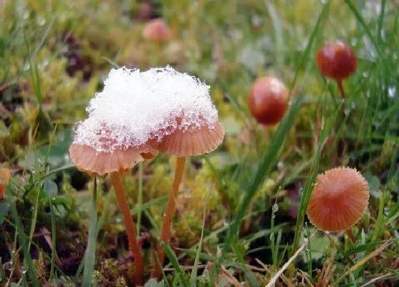 植物种类|牛至是一年生植物吗