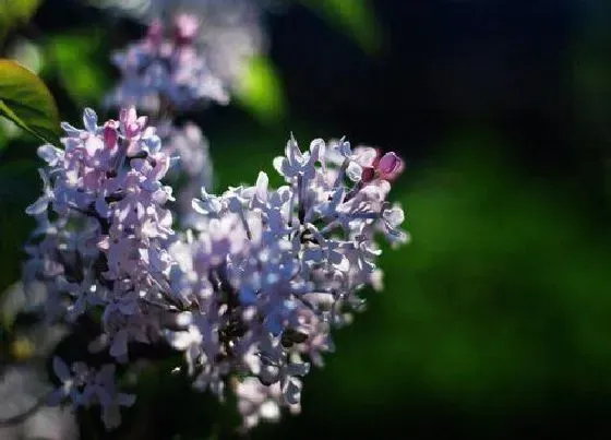 生长环境|丁香花适合什么地方种植