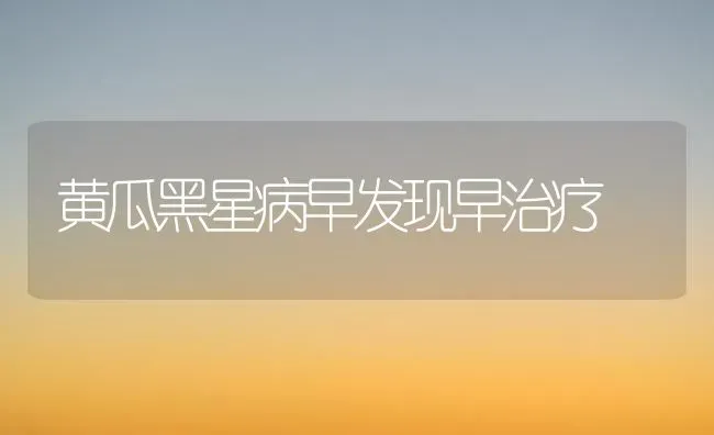 黄瓜黑星病早发现早治疗 | 蔬菜种植