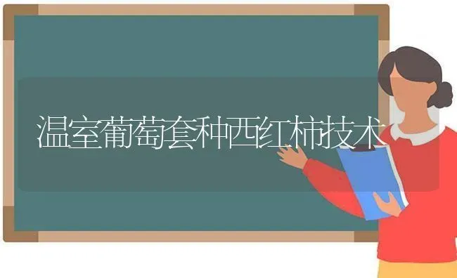 温室葡萄套种西红柿技术 | 蔬菜种植