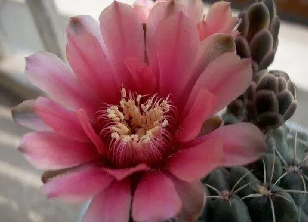 养殖方法|绯玉花怎么养长的好
