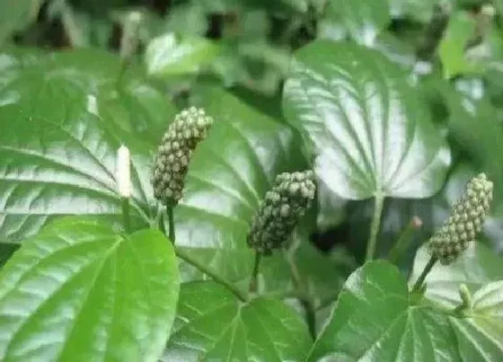 植物百科|噶楼是什么植物