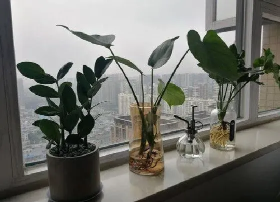 植物施肥|金钱树浇什么肥料合适