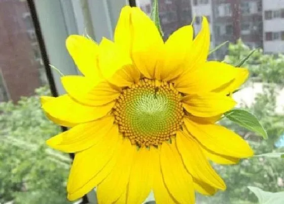 卧室摆放|向日葵适合放在卧室吗 放在睡觉的房间好不好